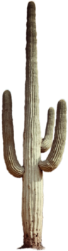 Cactus 2